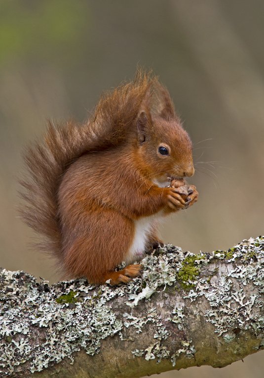 'Red Squirrel And Hazel Nut' by Kevin Murray
