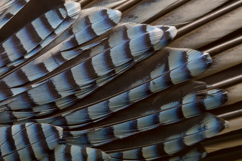'Wing Feathers, Jay' by Kevin Murray