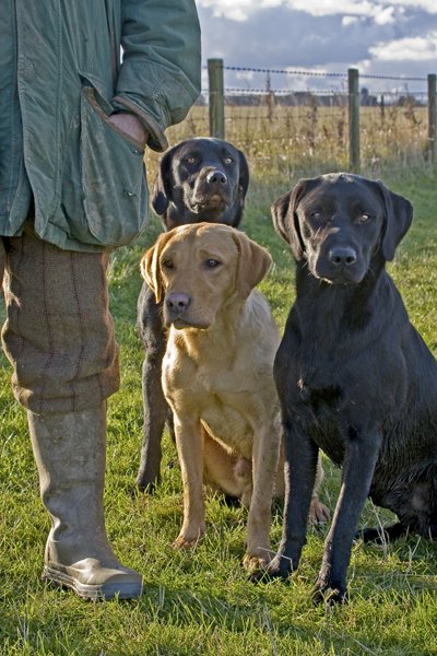 'Working Labradors (2)' by Kevin Murray