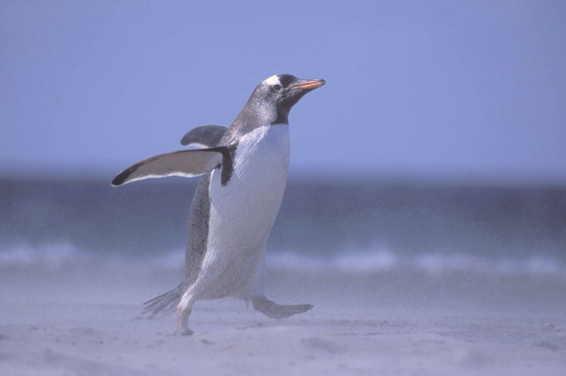 'Running Gentoo Penguin' by Malcolm Kus ARPS DPAGB EFIAP/b