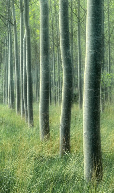 'Tree Line' by Malcolm Kus ARPS DPAGB EFIAP/b