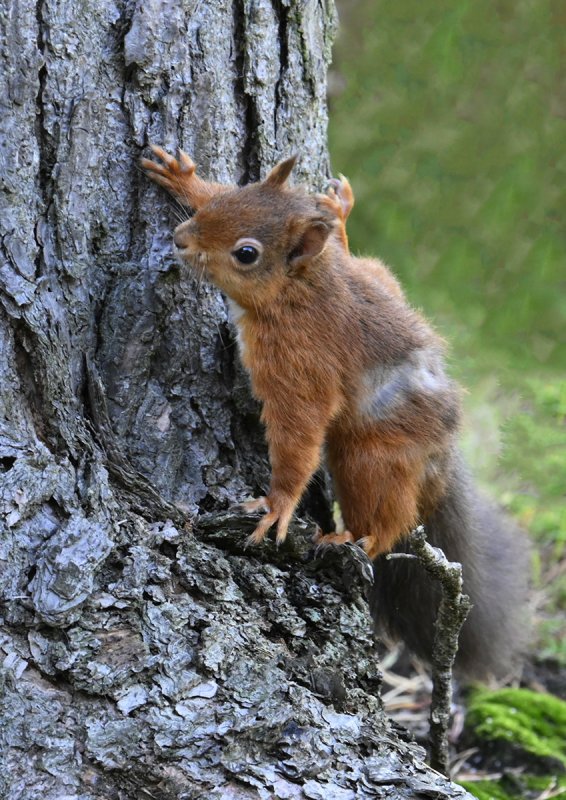 'Squirrel' by Margaret Whittaker ARPS