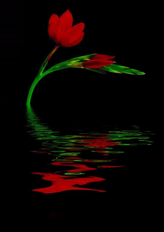 'Red Hesperantha' by Margaret Whittaker ARPS