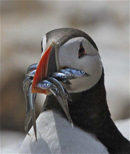 'Sand Eels With Puffin' by Mick McMahon