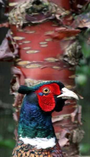 'Cock Pheasant' by Mick McMahon