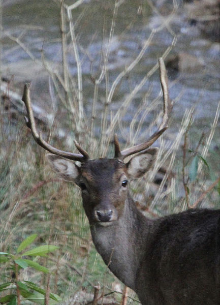 'Fallow Deer' by Mick McMahon