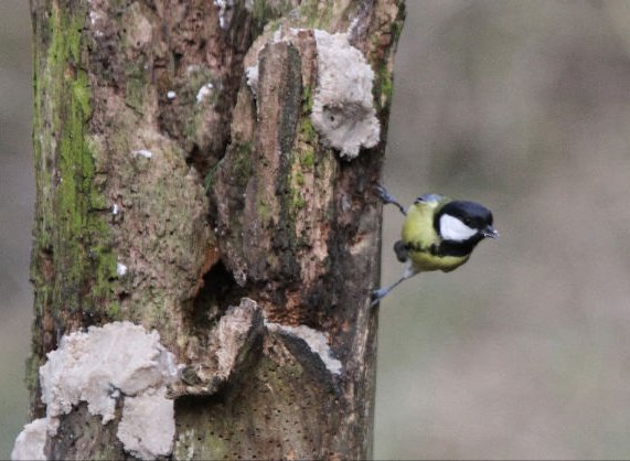 'Great Tit' by Mick McMahon