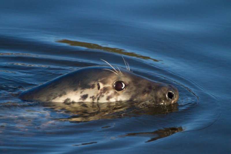 'Grey Seal' by Mick McMahon