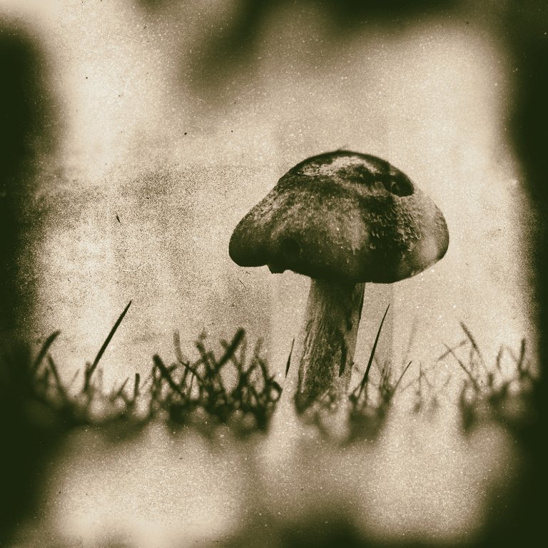 'Fungi (1)' by Peter Downs LRPS