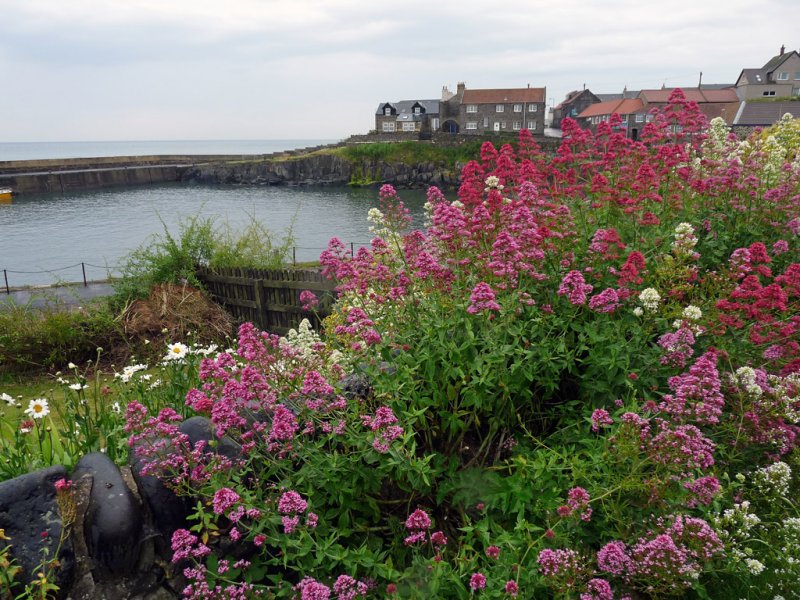 'Blooming Craster' by Rosie Cook-Jury