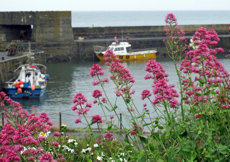 'Craster In The Rain' by Rosie Cook-Jury