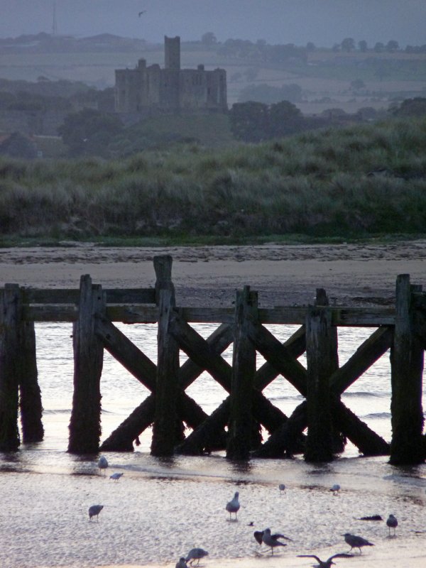 'Feeding Birds, Amble' by Rosie Cook-Jury