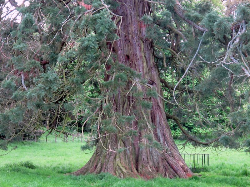 'Ford Redwood Tree' by Rosie Cook-Jury