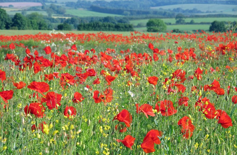 'Poppy' by Rosie Cook-Jury