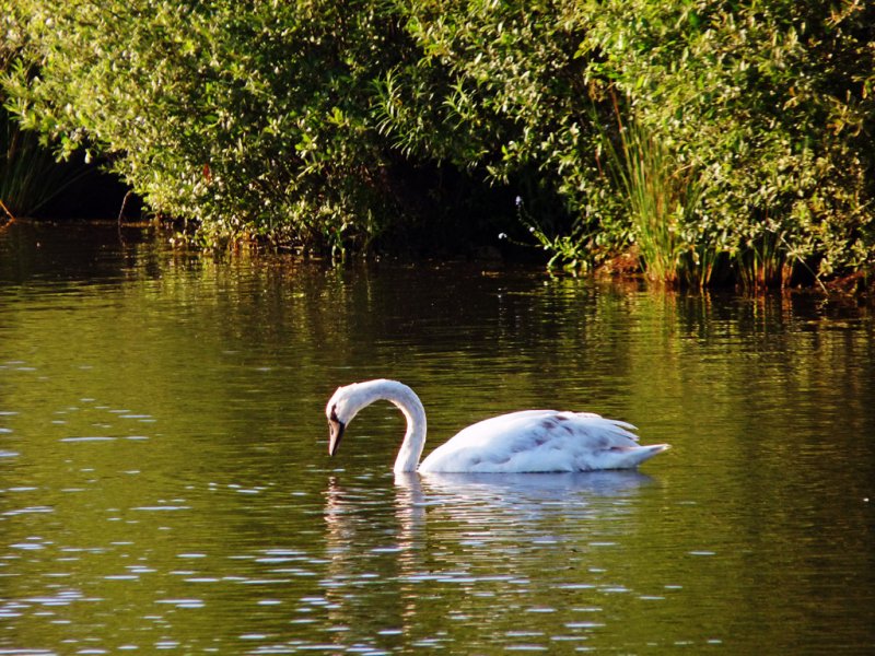'Swan Hunting' by Rosie Cook-Jury