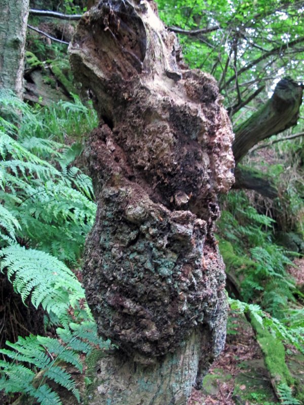 'Tree Canker, Roughting Linn' by Rosie Cook-Jury