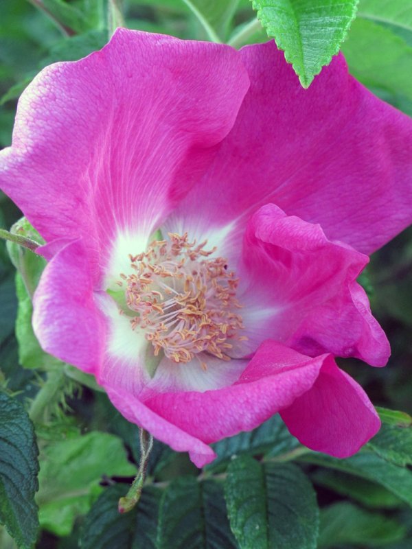 'Wild Dog Rose' by Rosie Cook-Jury