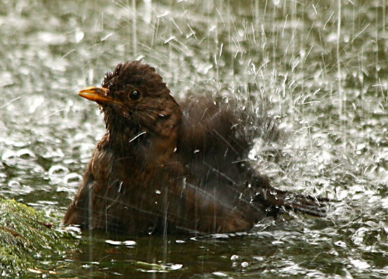 'Birdbath' by Sue Baker