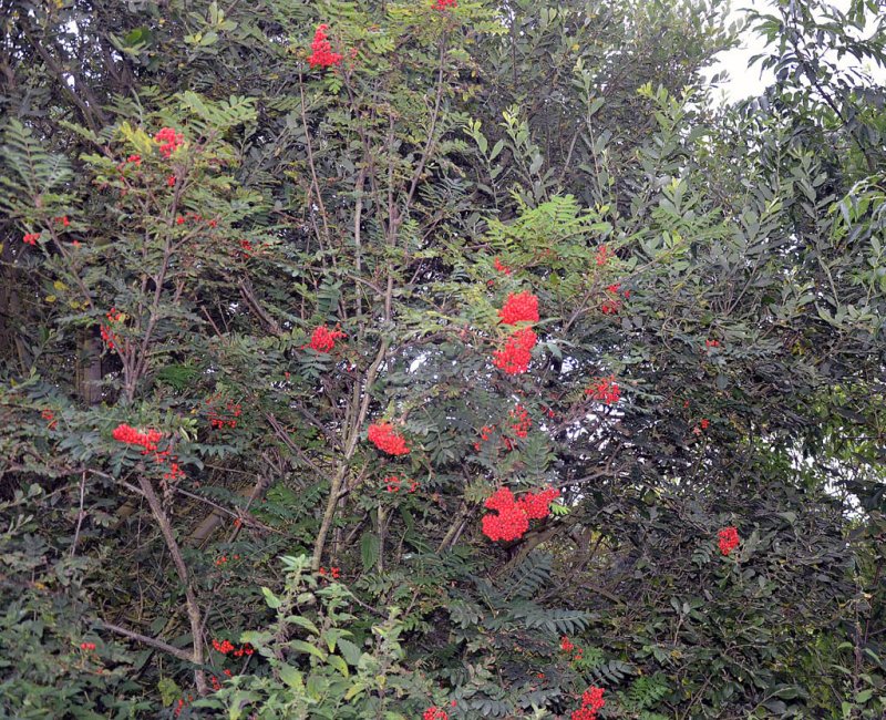 'Druridge Rowan Berries' by Tom Dundas