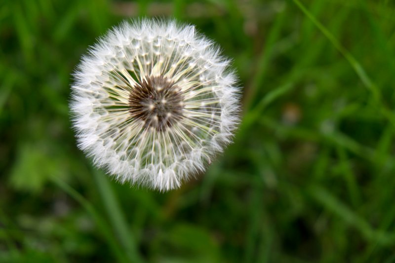 'Dandelion' by Valerie Atkinson