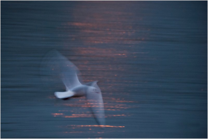 'Ghostly Gull' by Valerie Atkinson