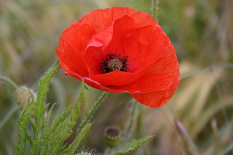 'Poppy' by Vanessa Hornsby